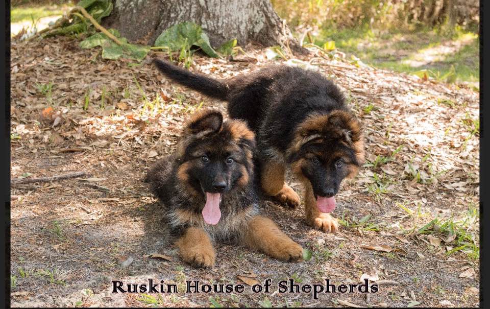 AKC Registered German Shepherds in FL