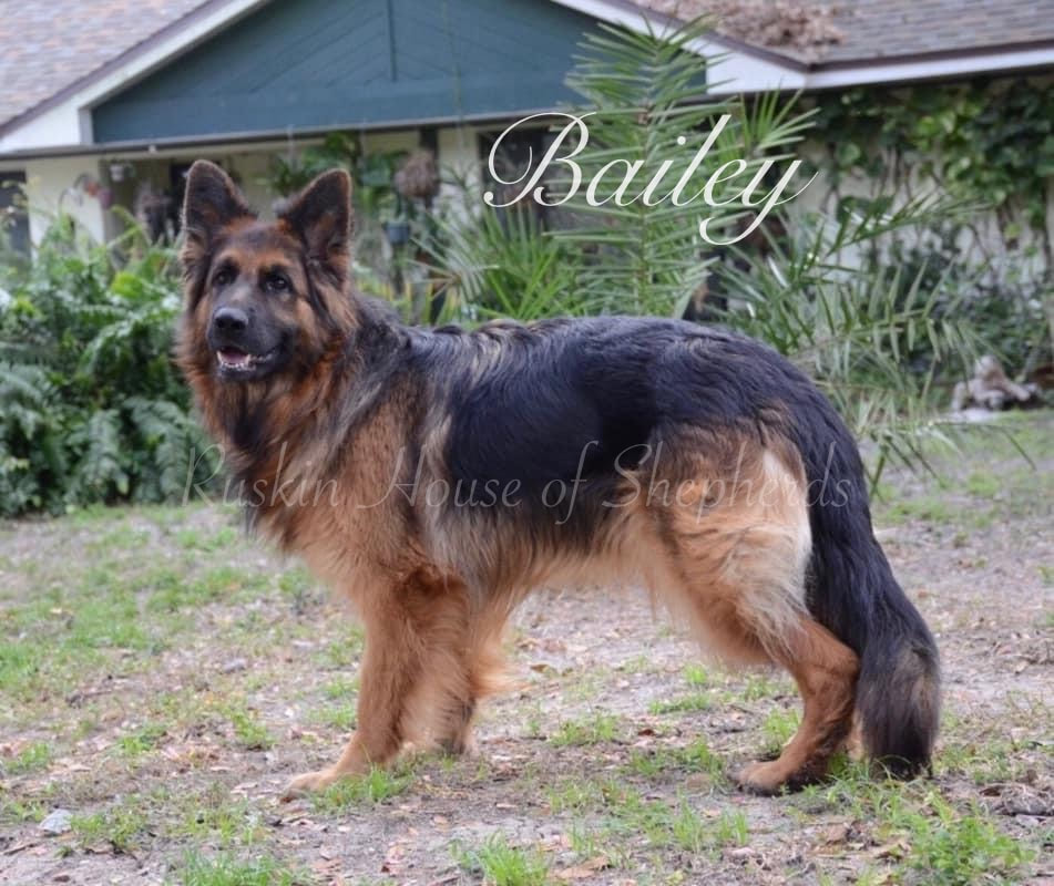 AKC White & Liver German Shepherds for Sale in Florida - Ruskin House