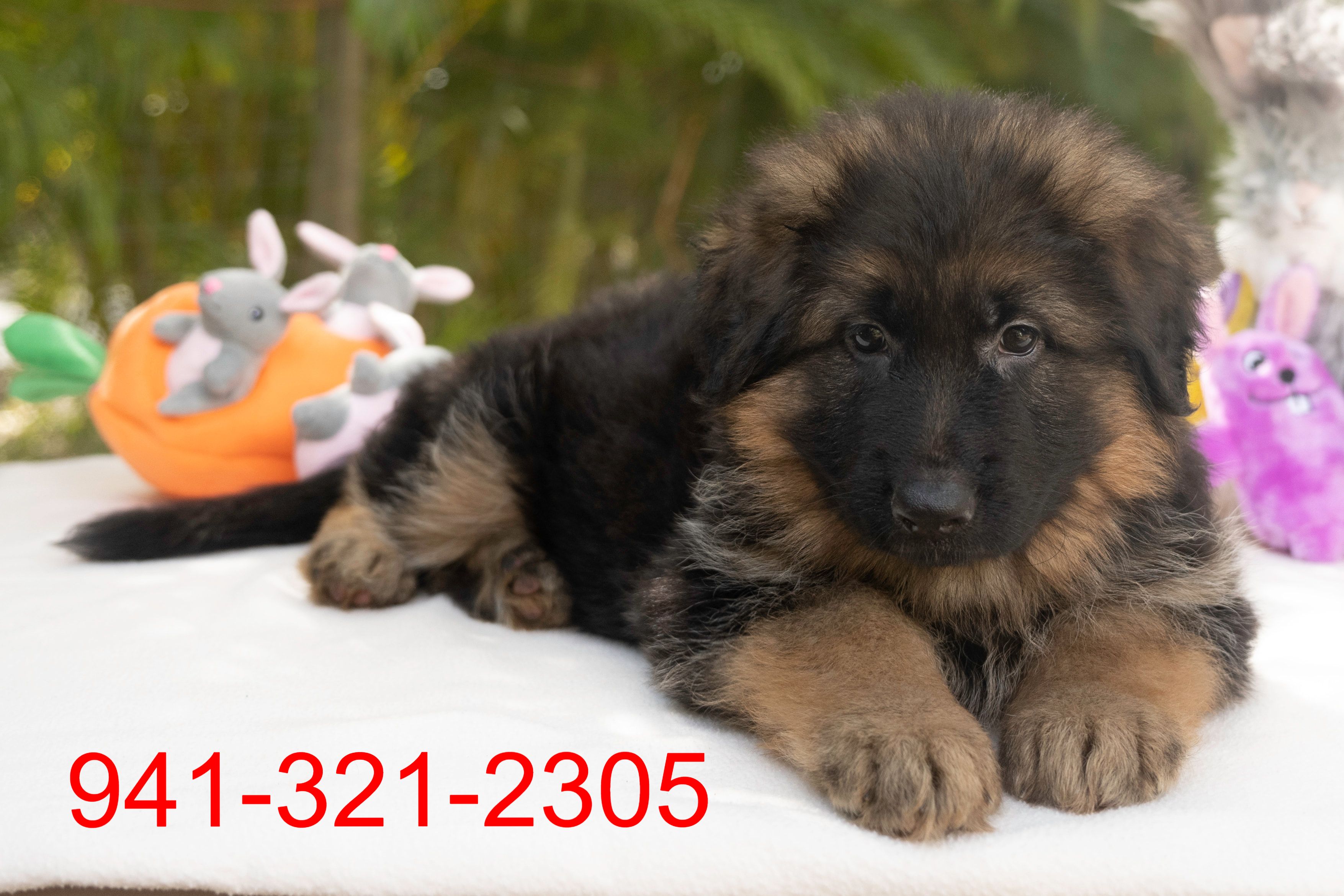 Observatory Skoleuddannelse Årligt German Shepherd Puppies For Sale in Florida - Ruskin House of Shepherds